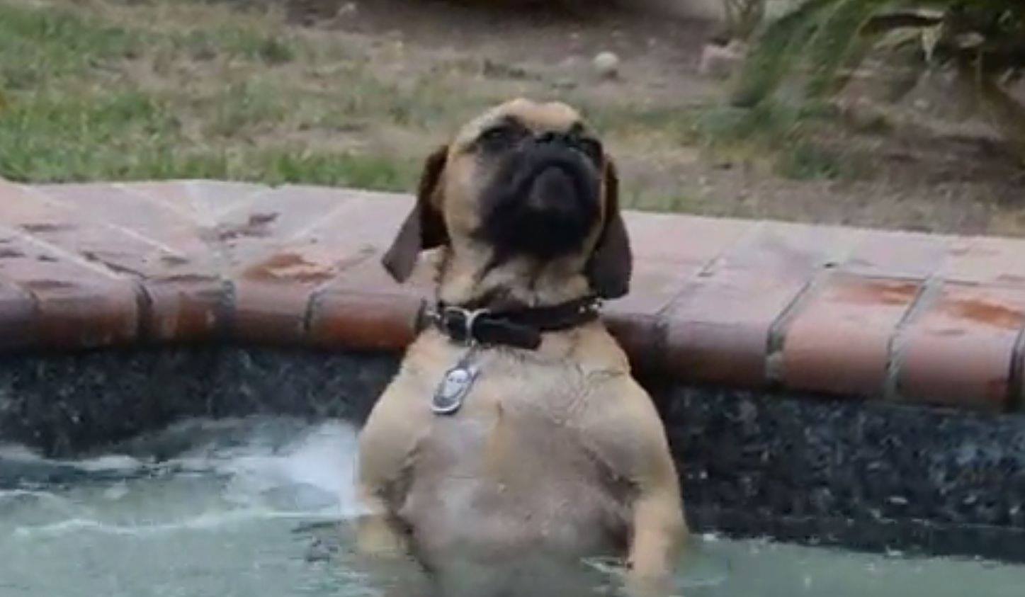 Este cão adora relaxar na banheira de hidromassagem