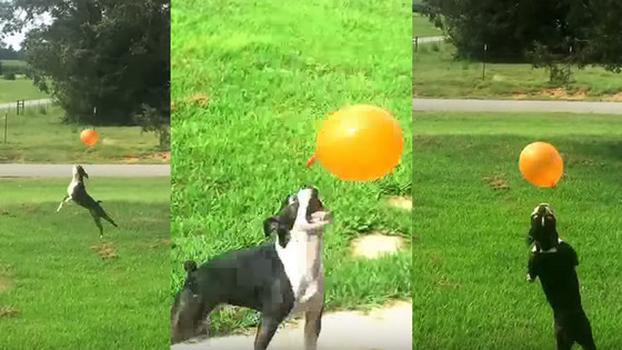 Este cão é mestre a controlar o balão