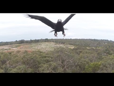 Águia ataca drone em pleno voo, e deixa-o KO