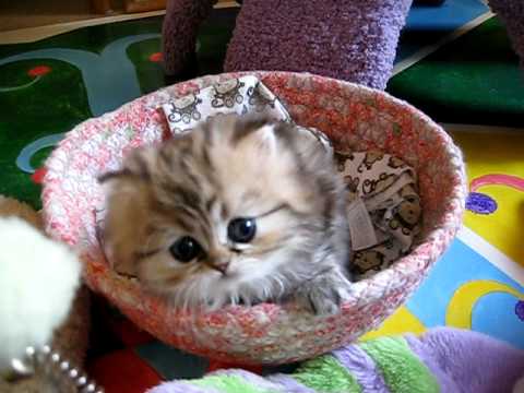 Este gato persa bebé, é o gato mais fofo que já vimos até hoje