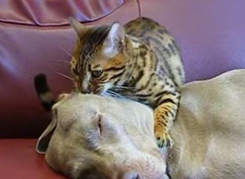 Gato faz massagem de hipnoterapia a um cão