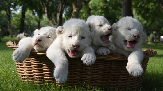 4 leões brancos dorminhocos são do mais fofo que já vimos