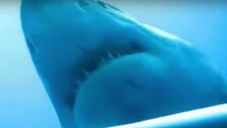 Captado em vídeo o maior tubarão do mundo