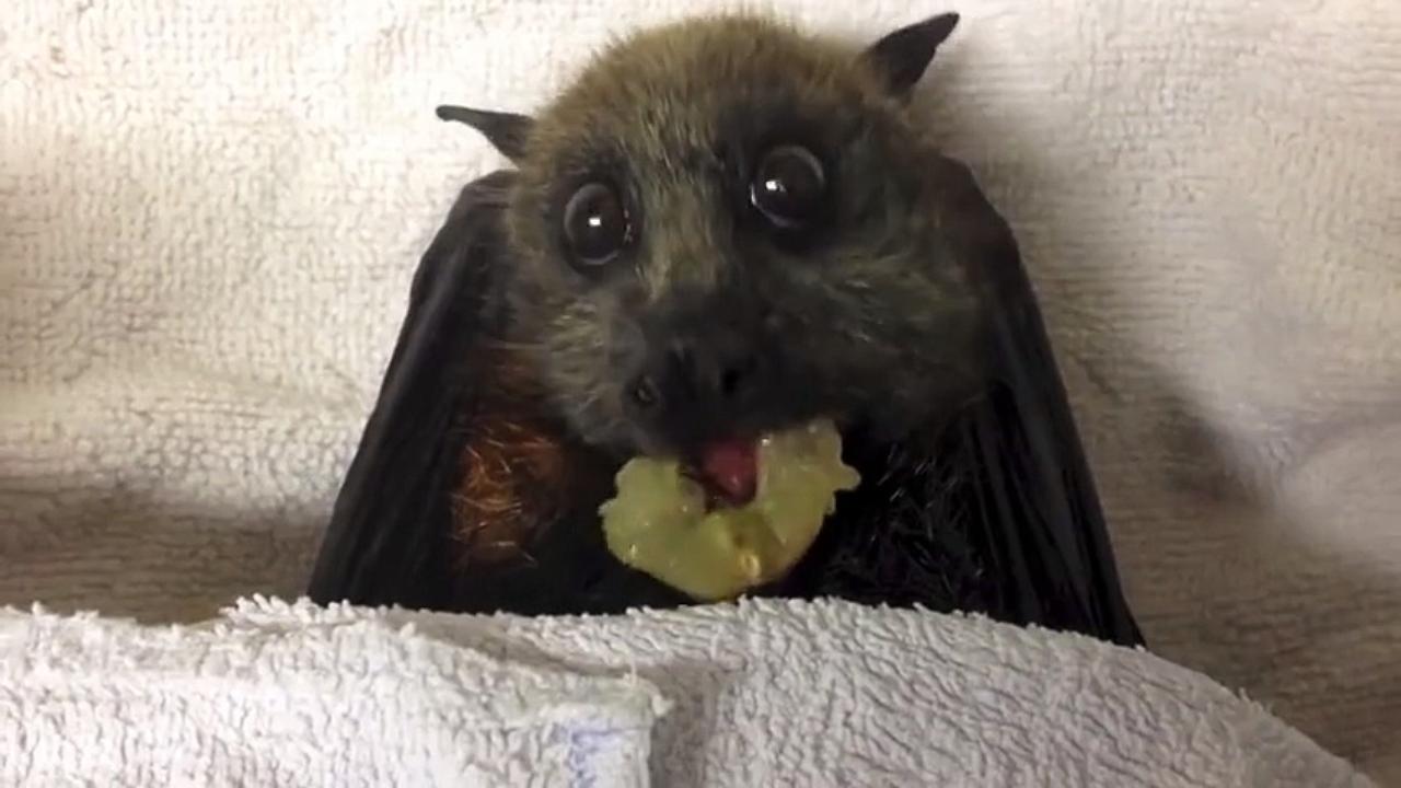 Afinal existem morcegos fofinhos