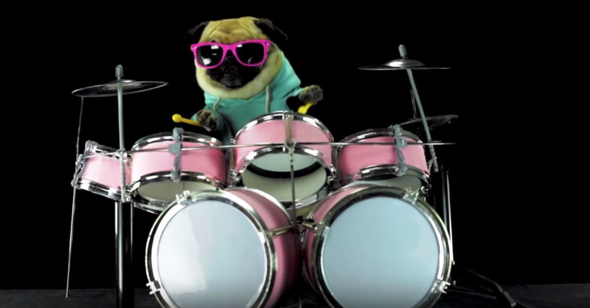 Alguma vez viste um cão a tocar bateria?