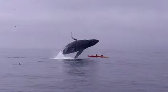 Baleia num salto épico quase cai em cima de um caiaque
