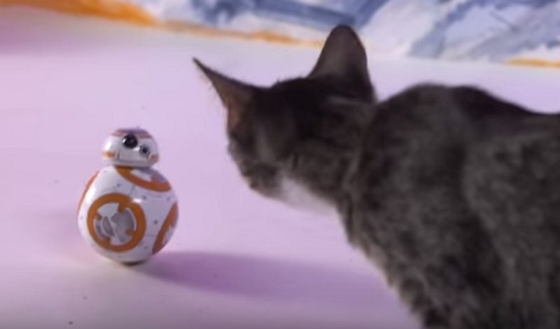 Gatos testam, atacam, e destroem, o novo robot BB-8 de Star Wars