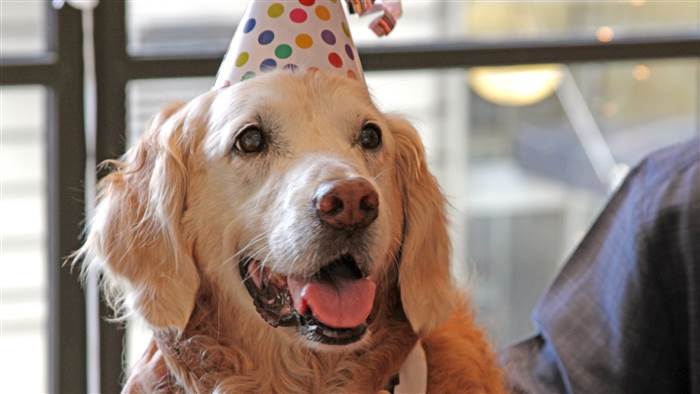 Bretagne, a cadela que salvou vidas nos ataques do 9/11 fez 16 anos, e teve festa especial