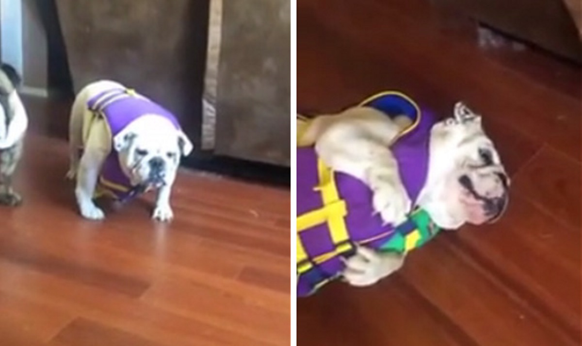 Bulldog não gosta de vestir o colete salva-vidas