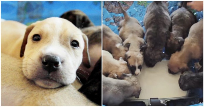 10 cachorros órfãos salvos e adotados depois de perderem a mãe