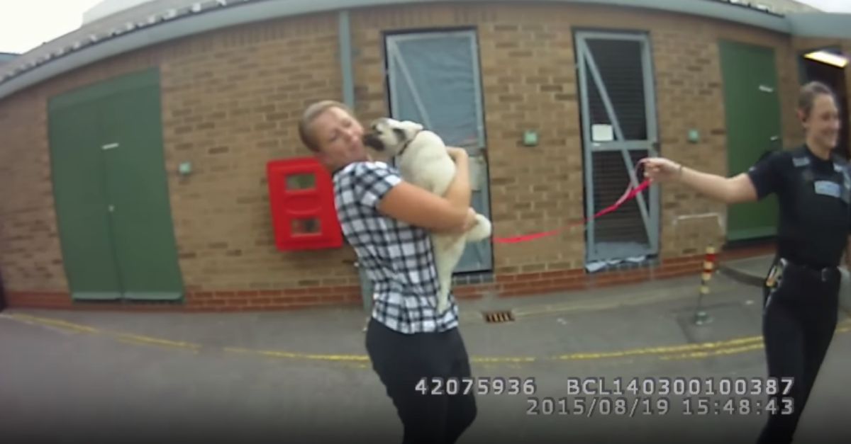 Cão roubado explode de alegria no reencontro com a dona