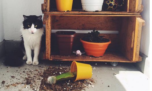 10 situações que quem tem gatos já viveu