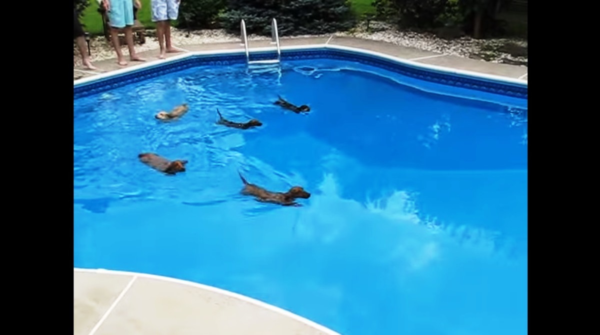 Cães disputam o primeiro lugar numa corrida na piscina