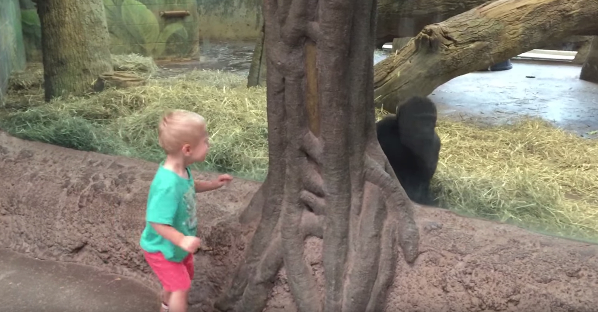 Criança e gorila bebé divertem-se a brincar às escondidas