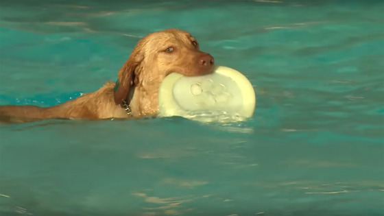 Cães tomam conta de piscina pública para finalizar o verão em beleza