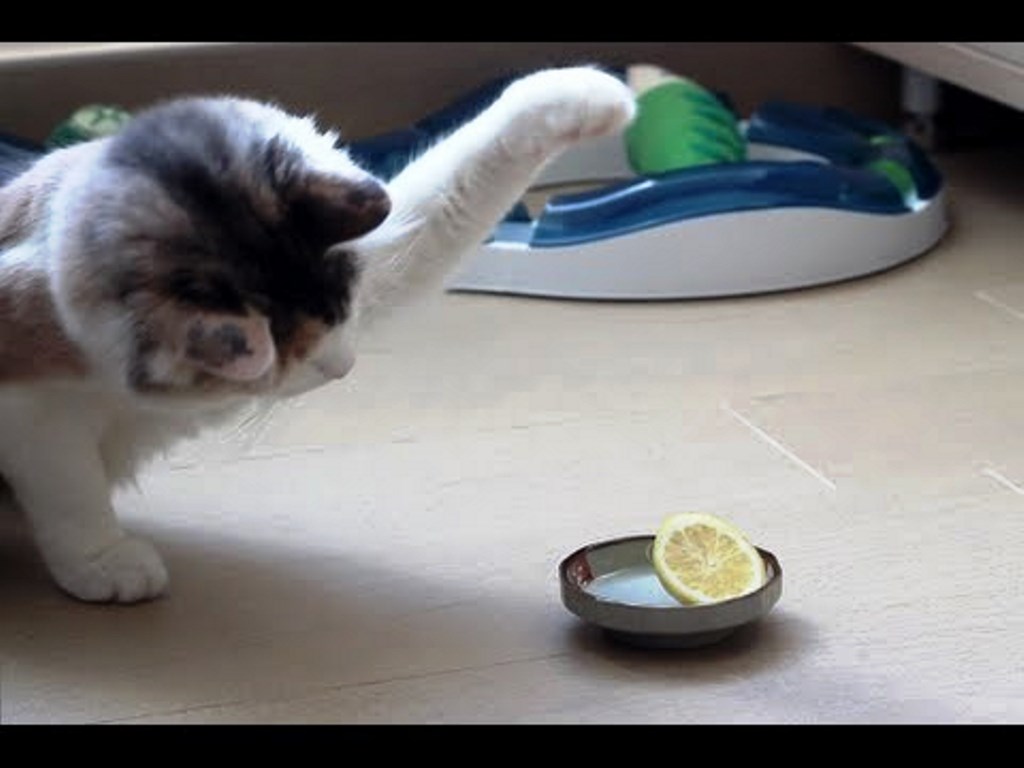 Gato vs Limão&#8230; Quem ganha esta batalha?