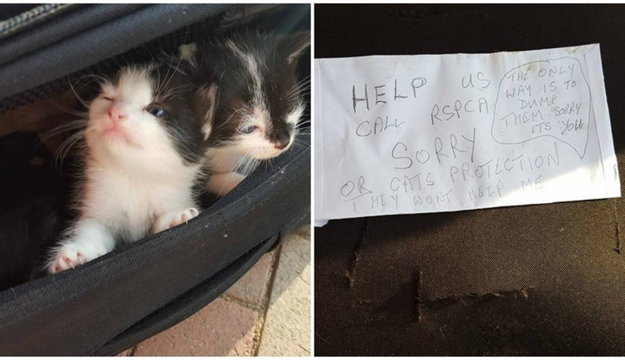 6 gatos abandonados dentro de mala com bilhete perturbador