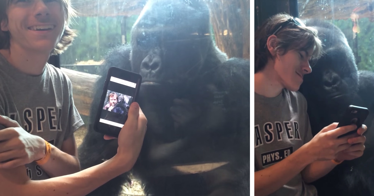 Gorila deliciado a ver fotografias num iPhone