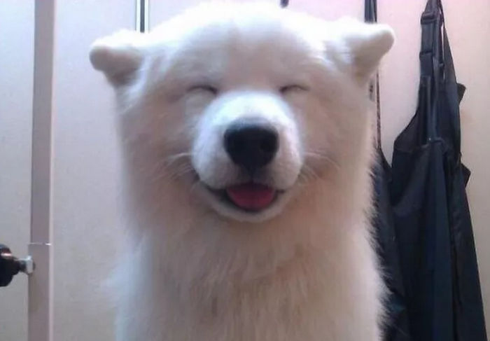 Estes são os cães mais felizes e sorridentes da internet