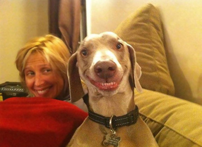 Estes são os cães mais felizes e sorridentes da internet