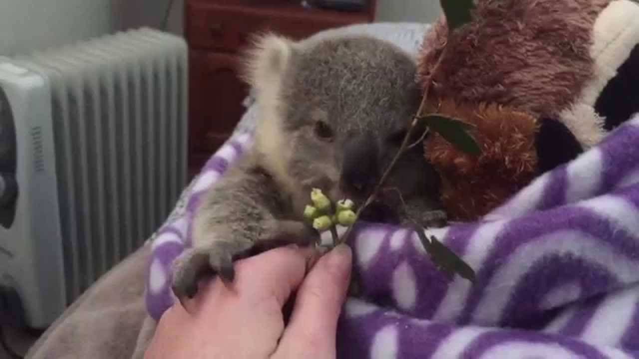 Joey, o Koala criado à mão no vídeo mais fofo de sempre