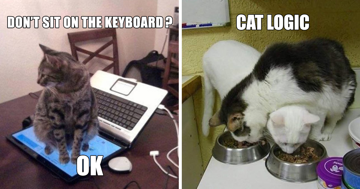 A lógica dos gatos, ou a falta dela, em exemplos hilariantes
