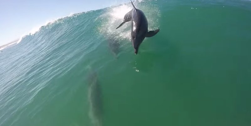 Praticante de paddle surf abalroado por golfinho