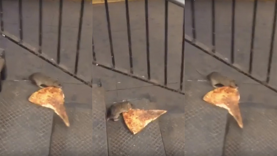 Rato a arrastar fatia de pizza para o metro fica super-viral
