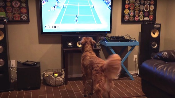 Cão fica doido a ver ténis na televisão
