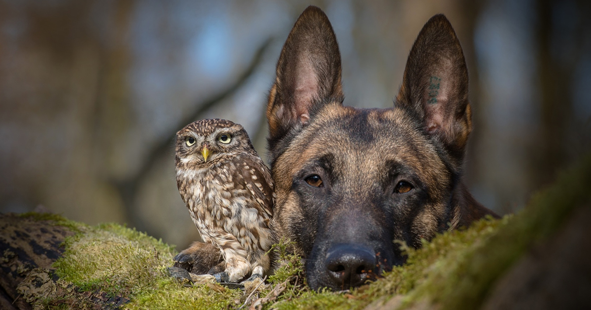 A improvável amizade entre um cão e uma coruja