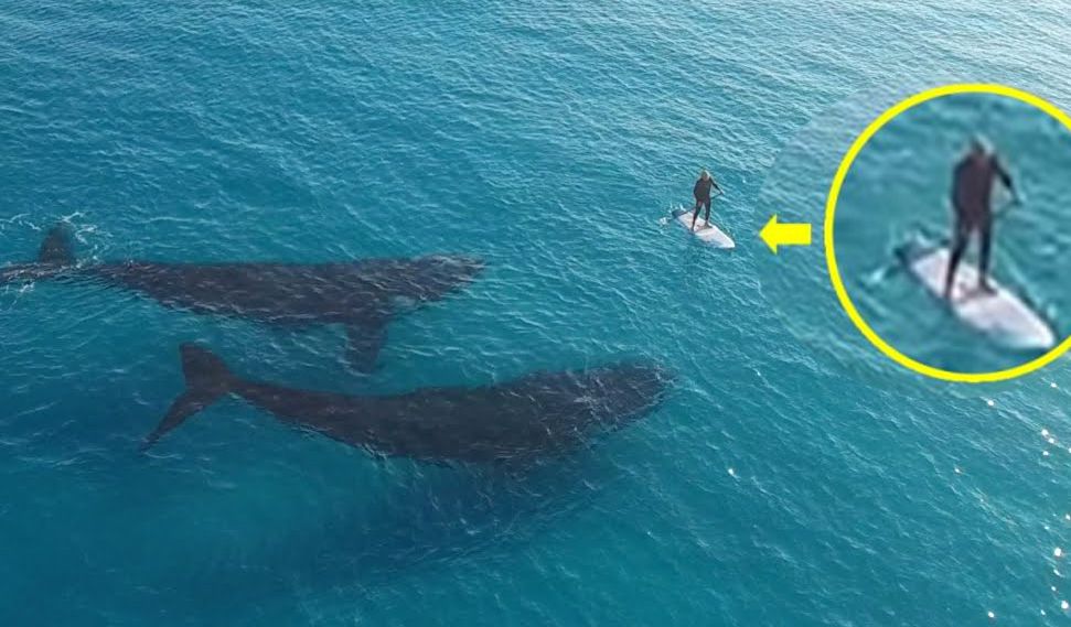 O encontro de sonho entre duas baleias e um paddle surfer