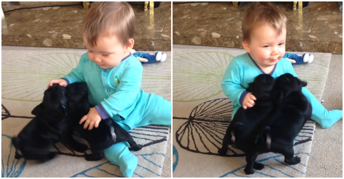 Um bebé a brincar com dois pugs num vídeo carregado de fofura