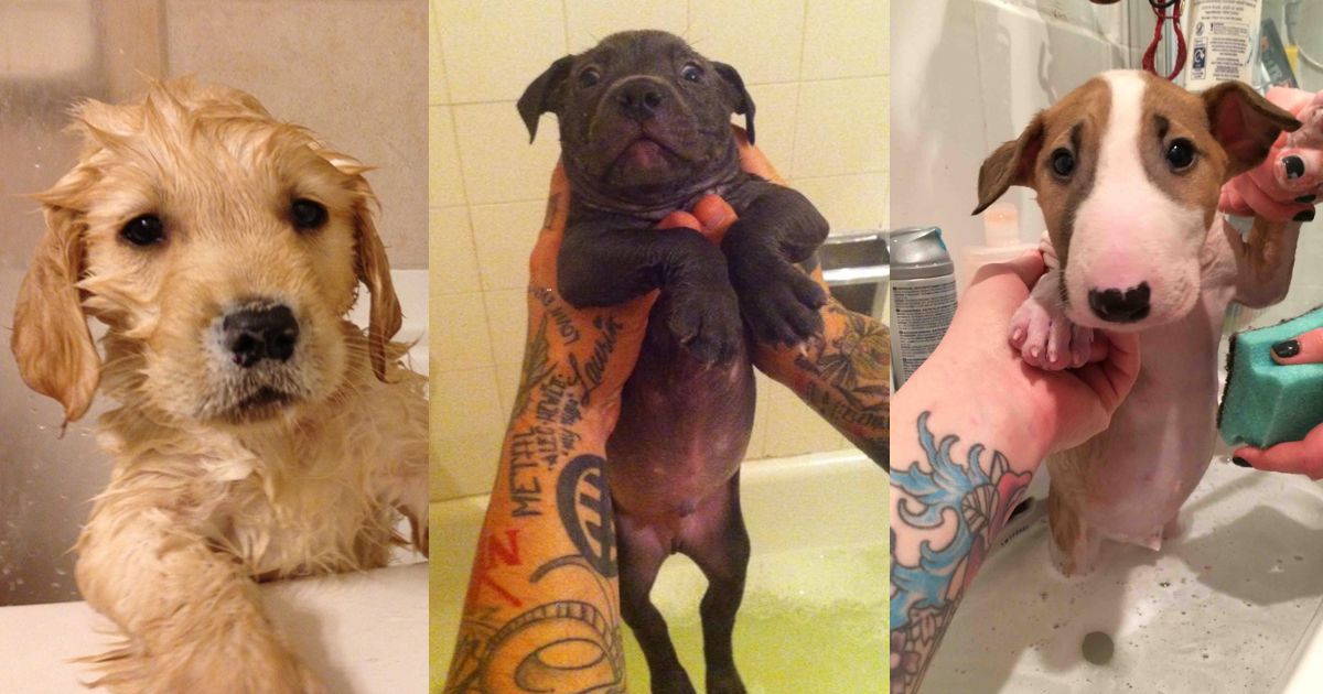 15 cachorros depois de tomarem o primeiro banho