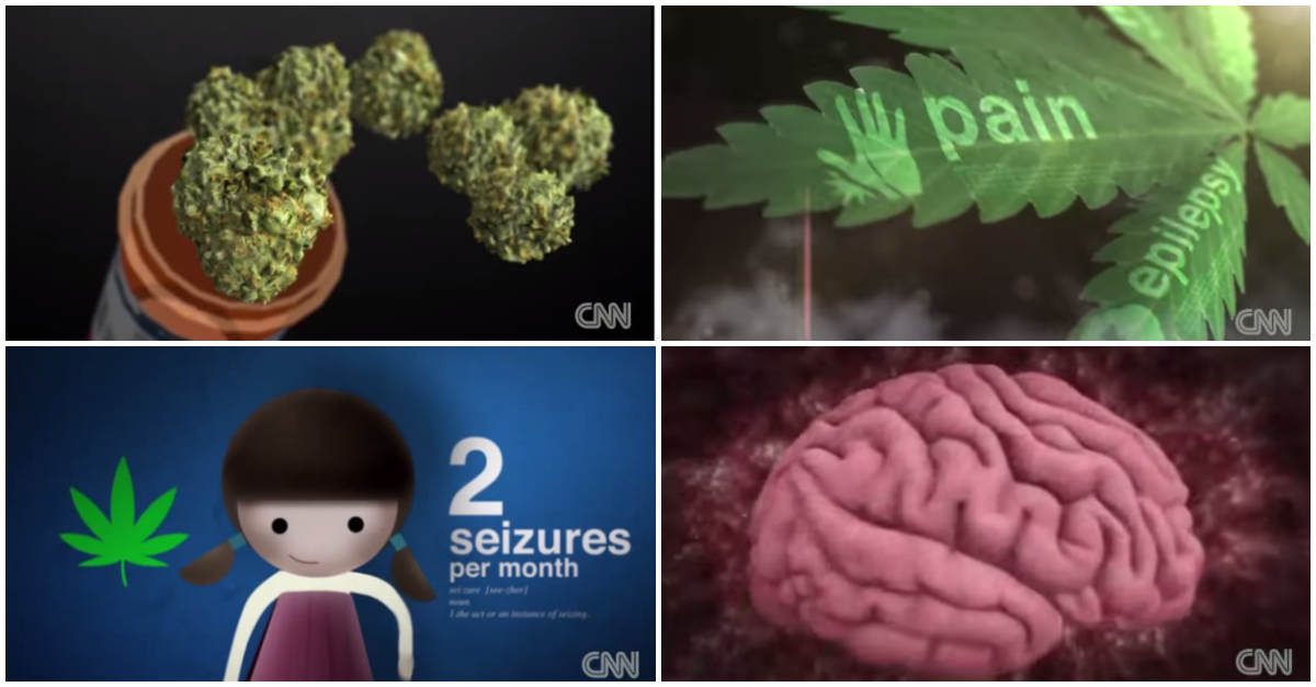 Vídeo mostra, de forma simples, o efeito da cannabis no corpo humano
