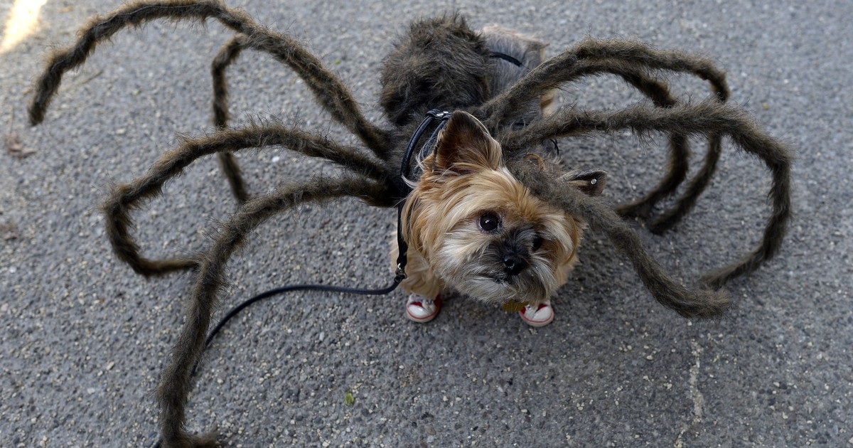 Cães fantasiados fazem desfile de Halloween em Nova Iorque