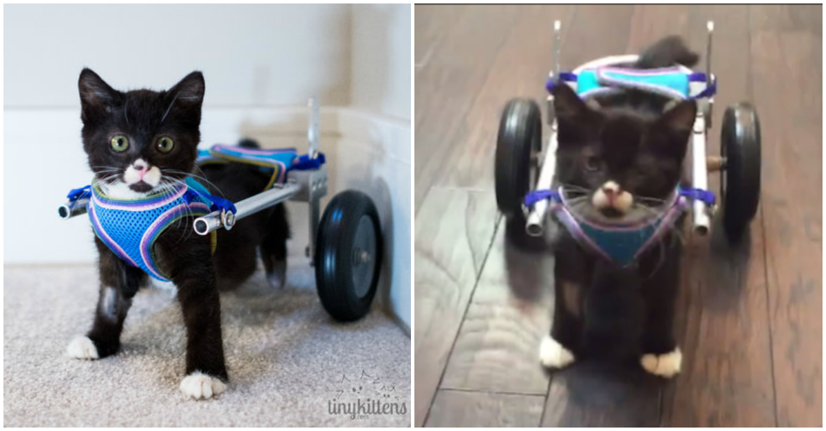Gato ganha cadeira de rodas e uma nova vida