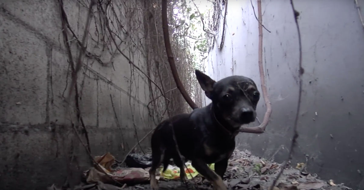 O resgate de um Chihuahua abandonado num beco, pela Hope for Paws