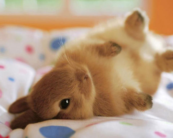 Estes são os coelhos mais fofos de sempre