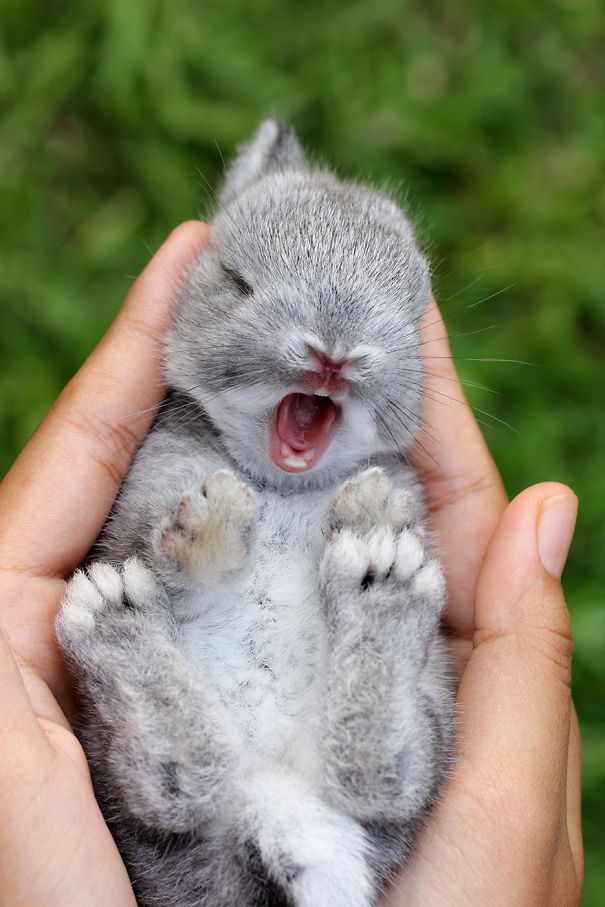 Estes são os coelhos mais fofos de sempre