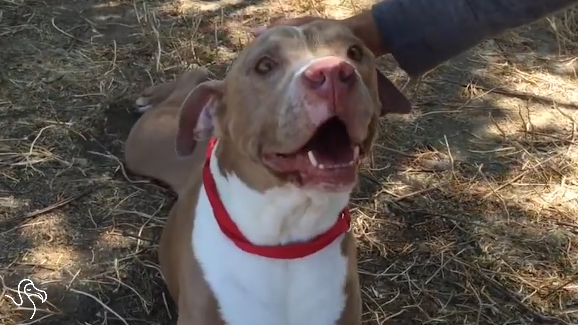 A alegria destes cães quando descobrem que foram adotados