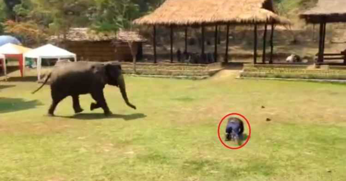 Elefante vê tratador em perigo e corre para o salvar