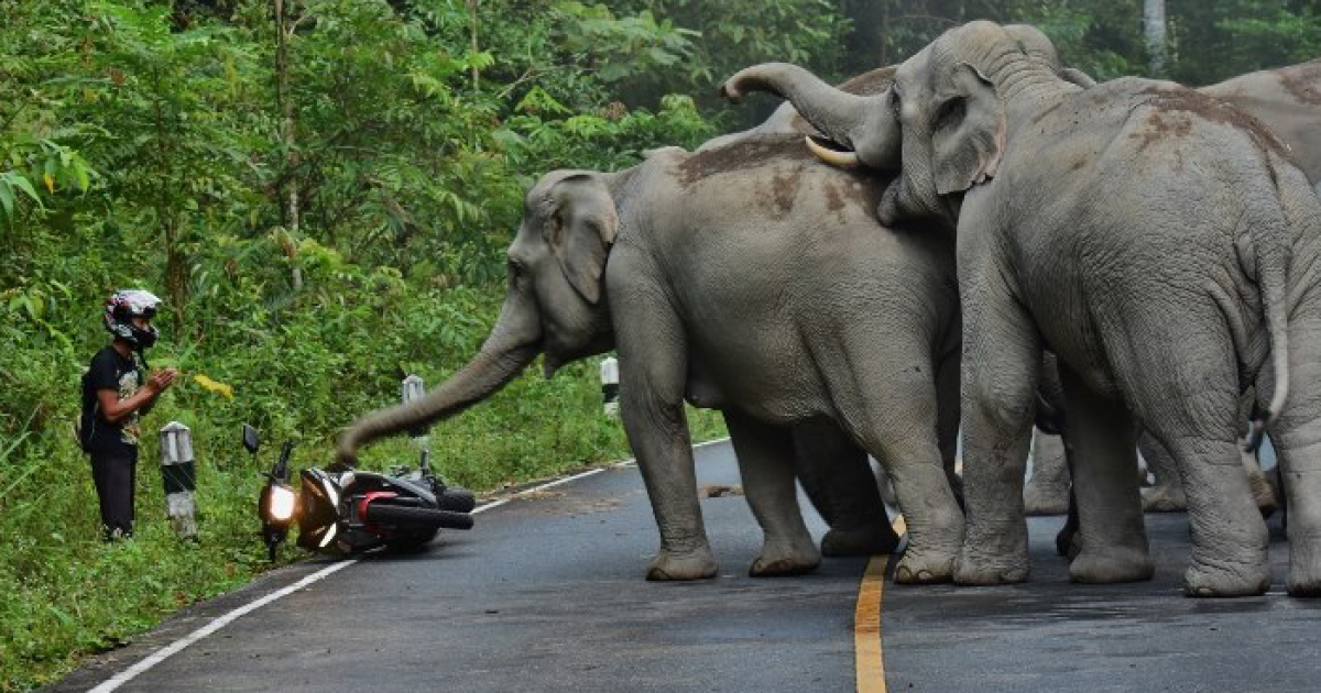 Homem pede desculpa a elefantes depois de os incomodar com o barulho da mota