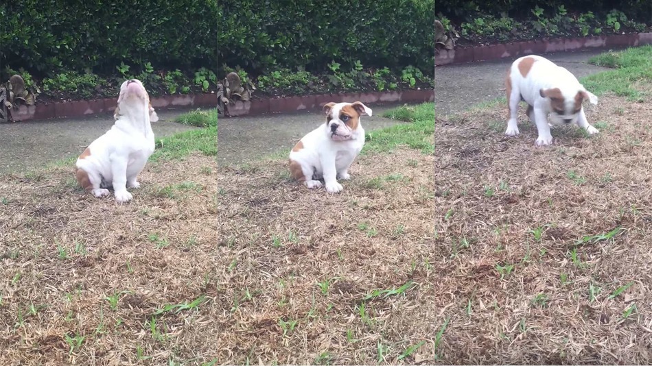 Cachorro Pitbull impressionado ao ver chuva pela primeira vez
