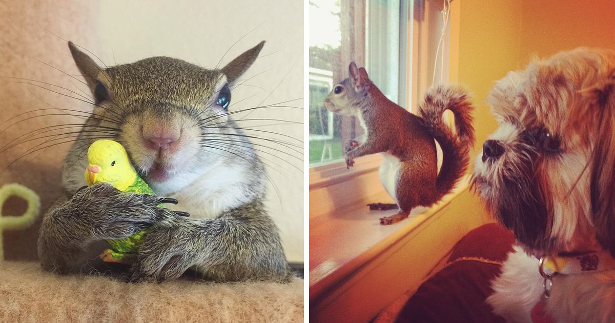 Esquilo adotado tornou-se uma estrela no Instagram