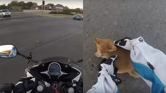 Motociclista salva gatinho em estrada super movimentada