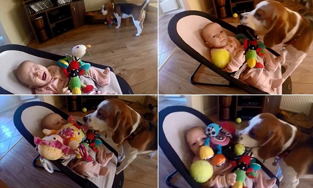 Cão rouba brinquedo, sente culpa e compensa bebé