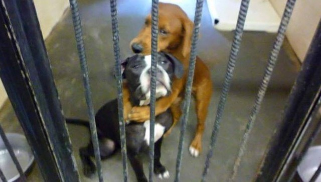 Cadelas salvas por darem abraço foram finalmente adotadas