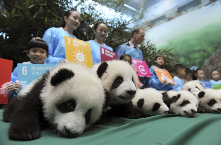 Seis pares de pandas gigantes gémeos apresentados na China