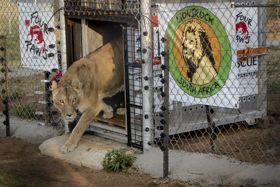 5 leões salvos de um zoo na Roménia chegam finalmente a &#8220;casa&#8221;