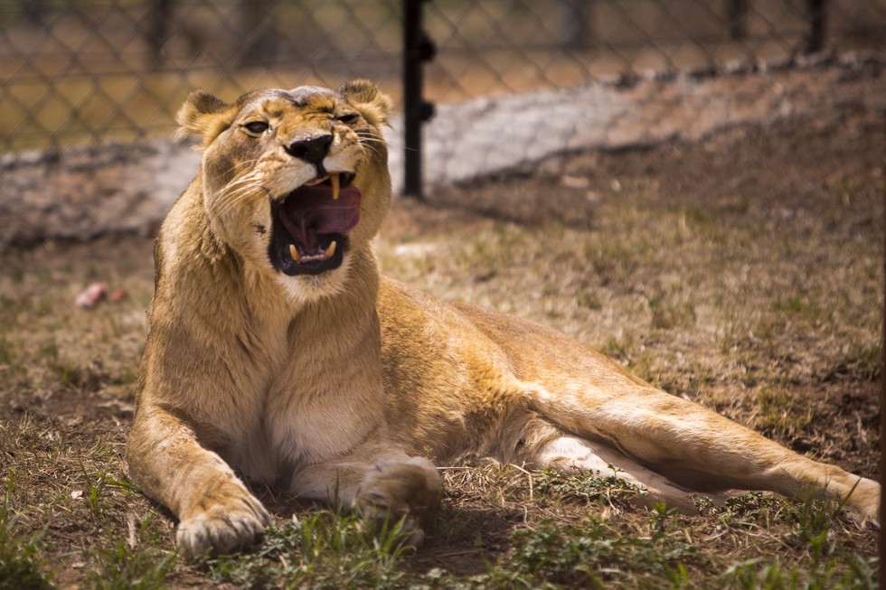 5 leões salvos de um zoo na Roménia chegam finalmente a &#8220;casa&#8221;